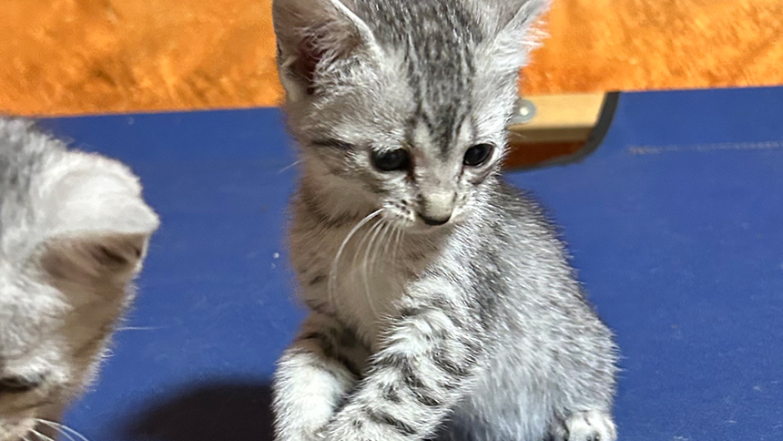 エジプシャンマウ（子猫販売）シルバー｜雄｜2025.11生｜